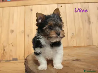 Biewer Terrier dogs ✨ Stunning Biewer & Merle Yorkies – Ready 09 Apr ✨ - Advert 16