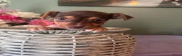 Jack Russell dogs for sale: Wenlock Jack Russells  - Advert 3