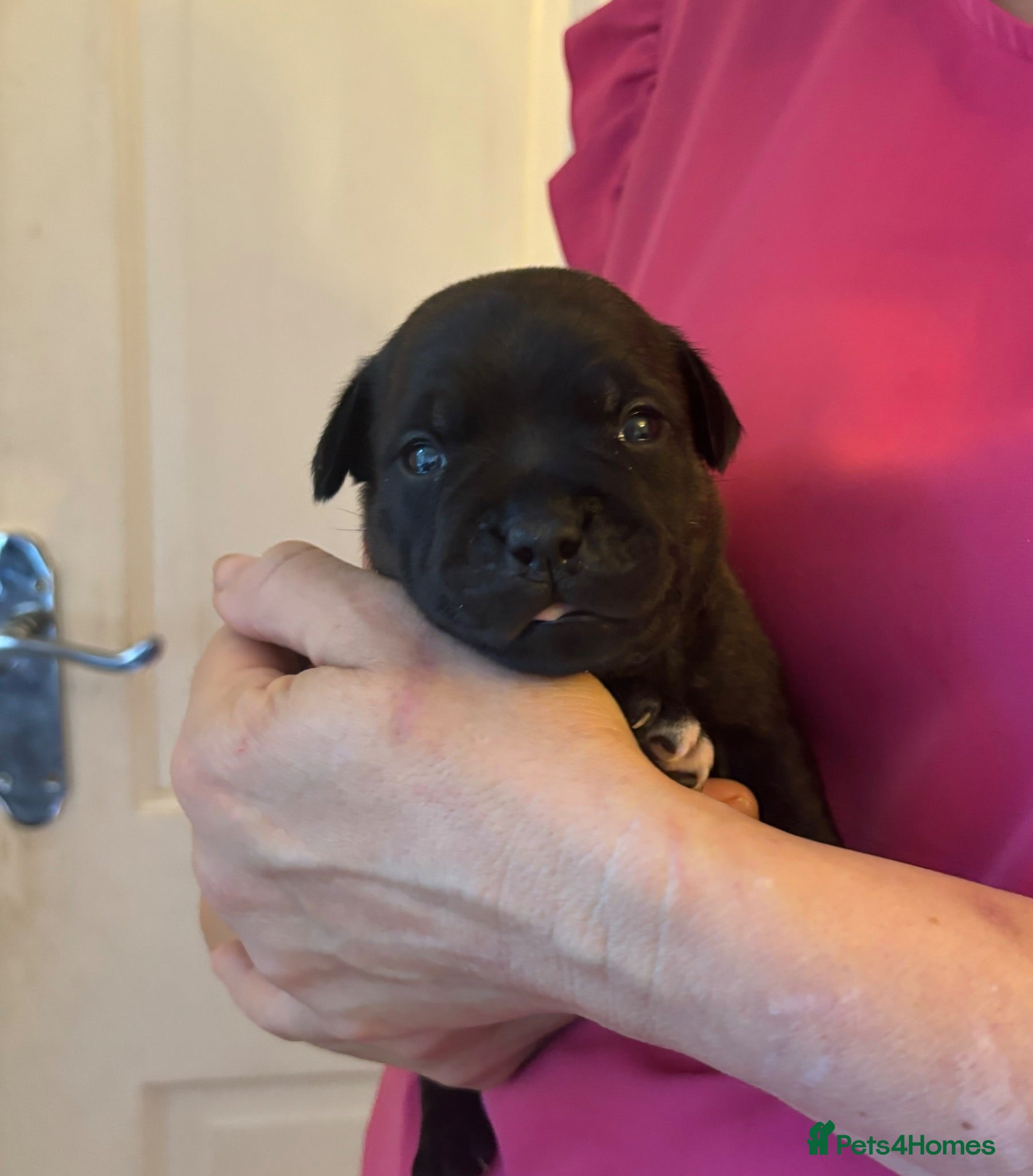 Staffordshire Bull Terrier dogs Stunning litter🖤💙CH Bill & Nova - Advert 3