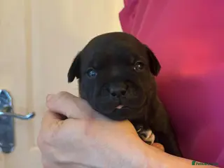 Staffordshire Bull Terrier dogs Stunning litter🖤💙CH Bill & Nova - Advert 10