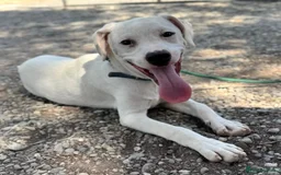Mixed Breed dogs for adoption: Aspen (deaf but determined!) - Image 10