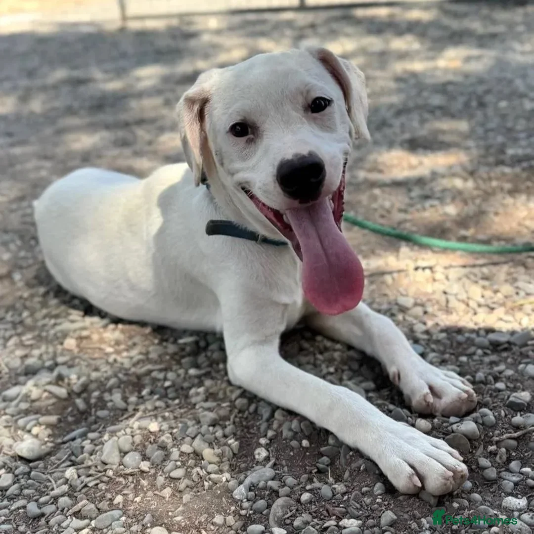 Mixed Breed dogs for adoption: Aspen (deaf but determined!) - Image 10