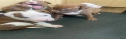Old Tyme Bulldog dogs for sale: Blue staff Old tyme bulldog  in London - Advert 6
