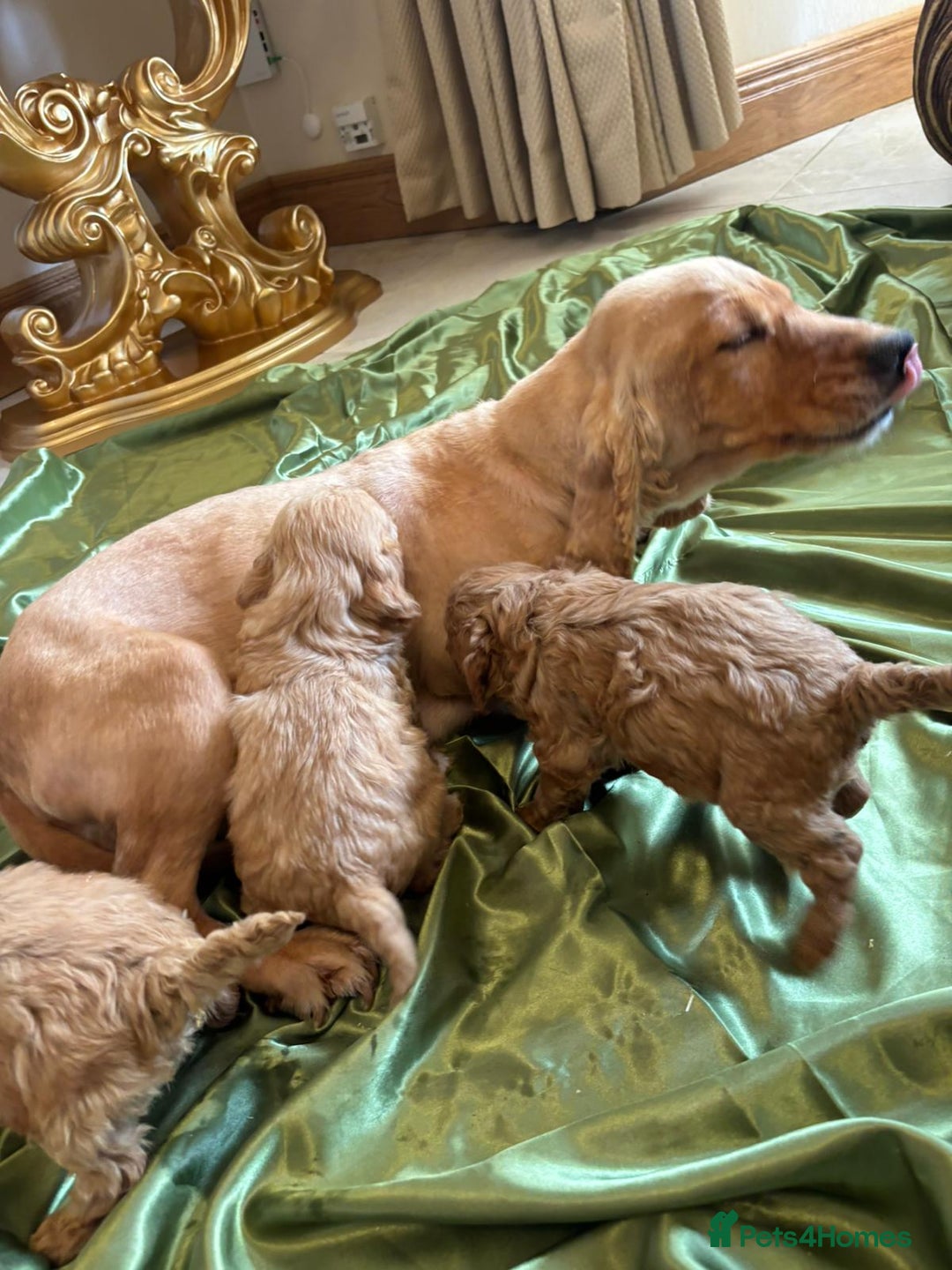 Cockapoo dogs for sale: F1 DNA Health Tested Cockapoos  - Image 15