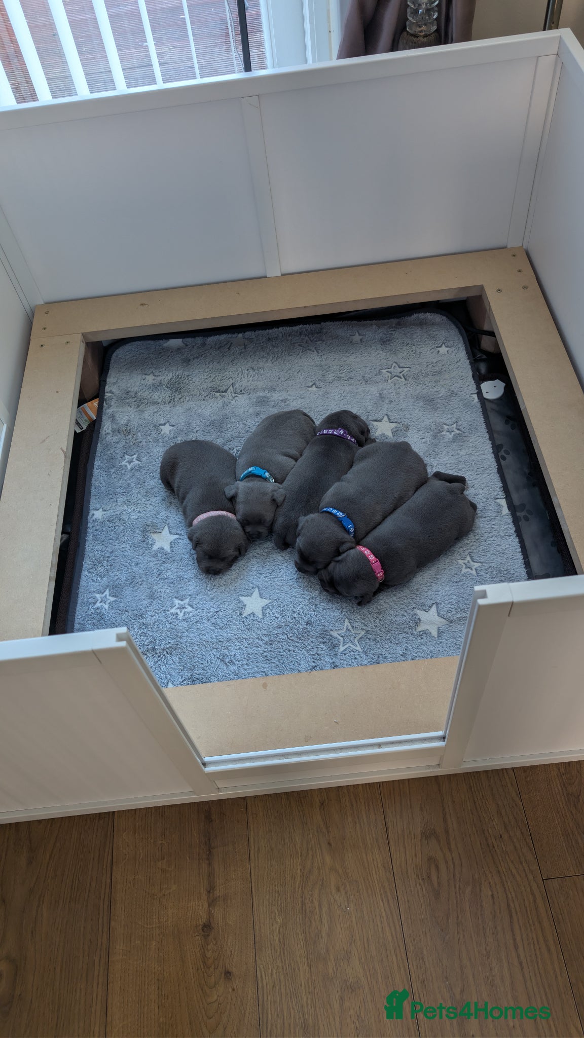 Staffordshire Bull Terrier dogs for sale: KC reg Staffordshire Bull terrier for sale - Advert 1