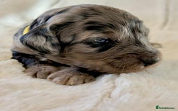 Cockapoo dogs for sale: F1b Miniature Cockapoo Pups Fully Health Tested - Advert 12