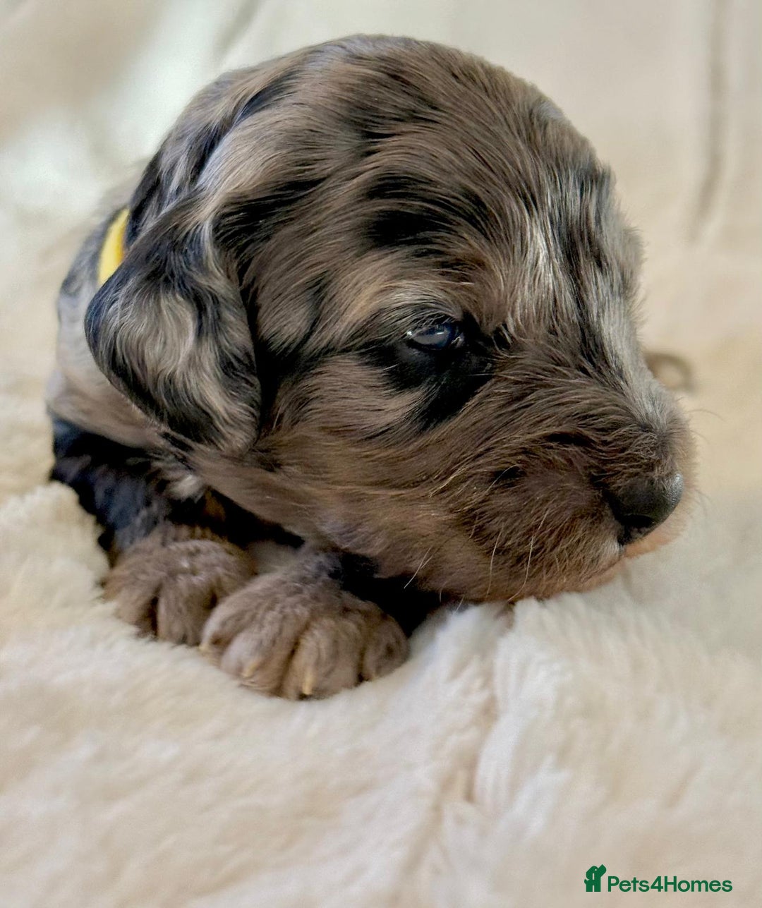 Cockapoo dogs for sale: F1b Miniature Cockapoo Pups Fully Health Tested - Advert 12