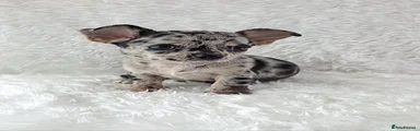 Black and Tan Merle Boy 