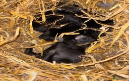 Continental Giant rabbits for sale: Black Continental Giant Rabbits - Image 2