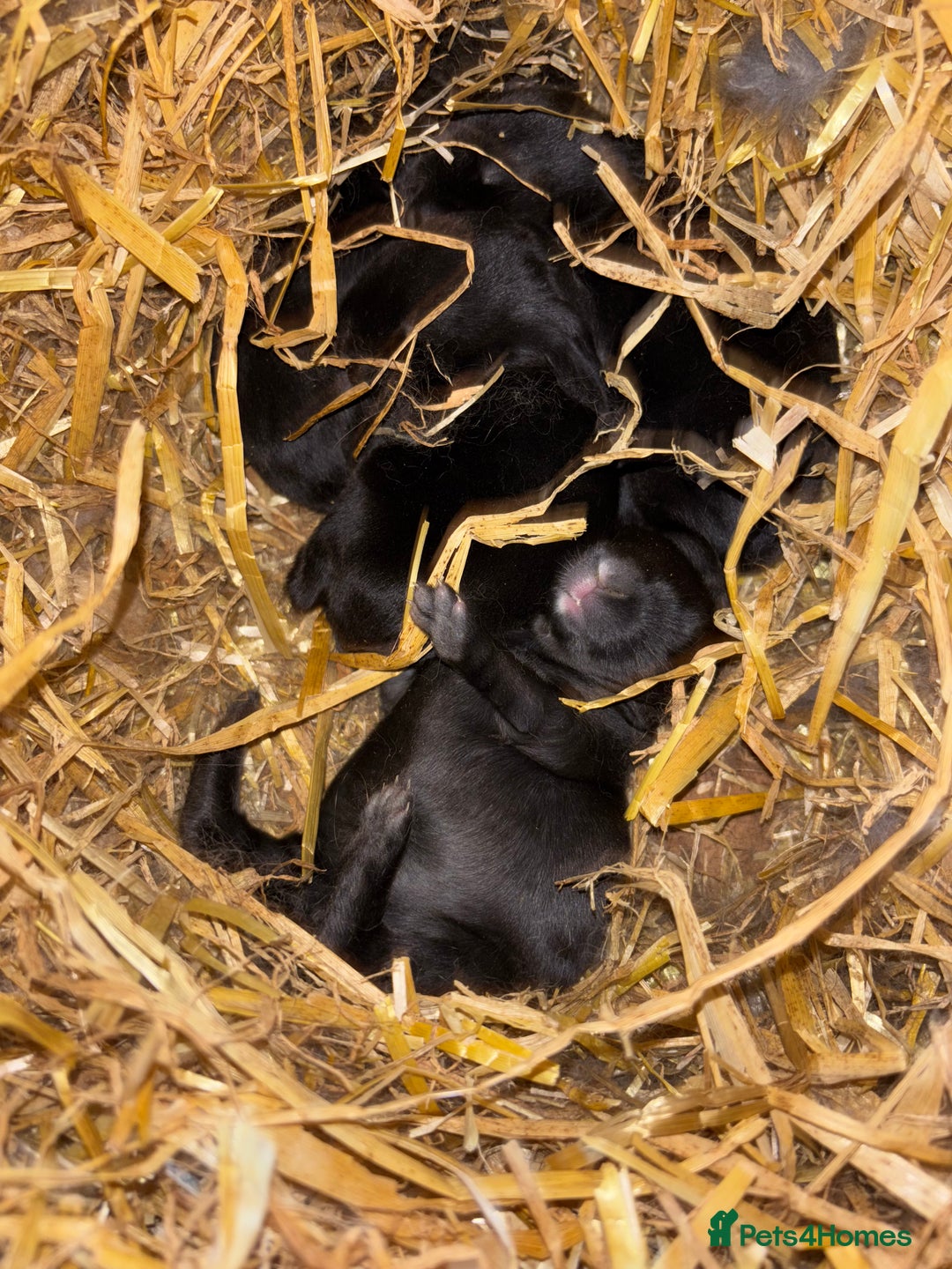 Continental Giant rabbits for sale: Black Continental Giant Rabbits - Image 2