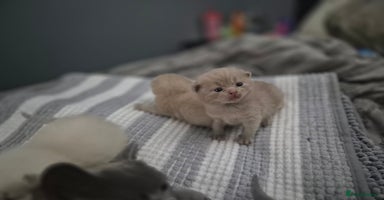 British Shorthair cats - Advert 15