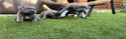 Staffordshire Bull Terrier dogs for sale: Staffordshire bull terrier puppies boy/girl  - Advert 18