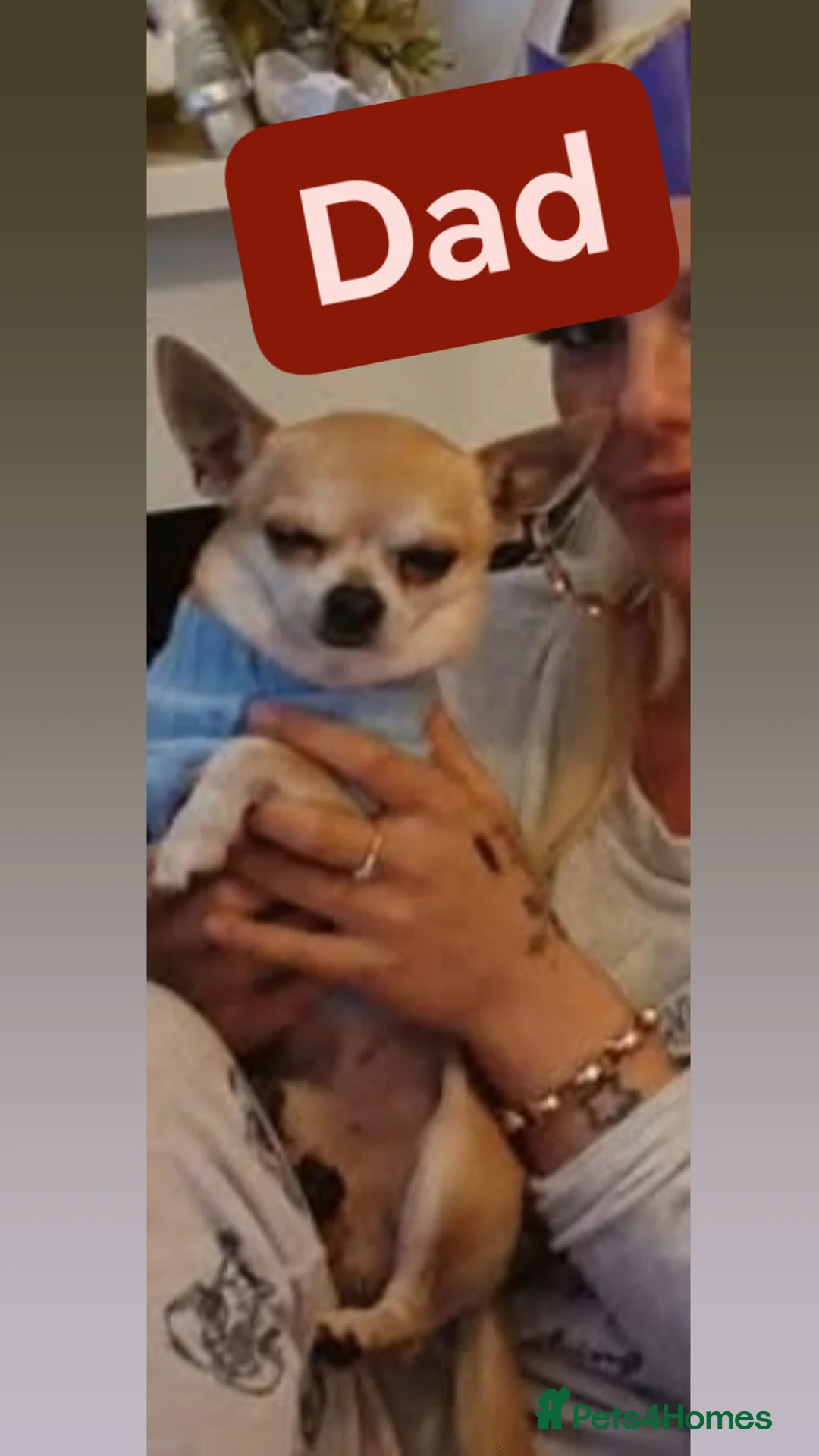 Chihuahua dogs for sale: 💛💚RefucedPEDIGREE CHIHUAHUAS💚💛 1 BOY LEFT - Advert 12