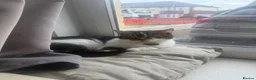 Mixed Breed cats for sale: Three beautiful kittens for sale.  - Advert 1