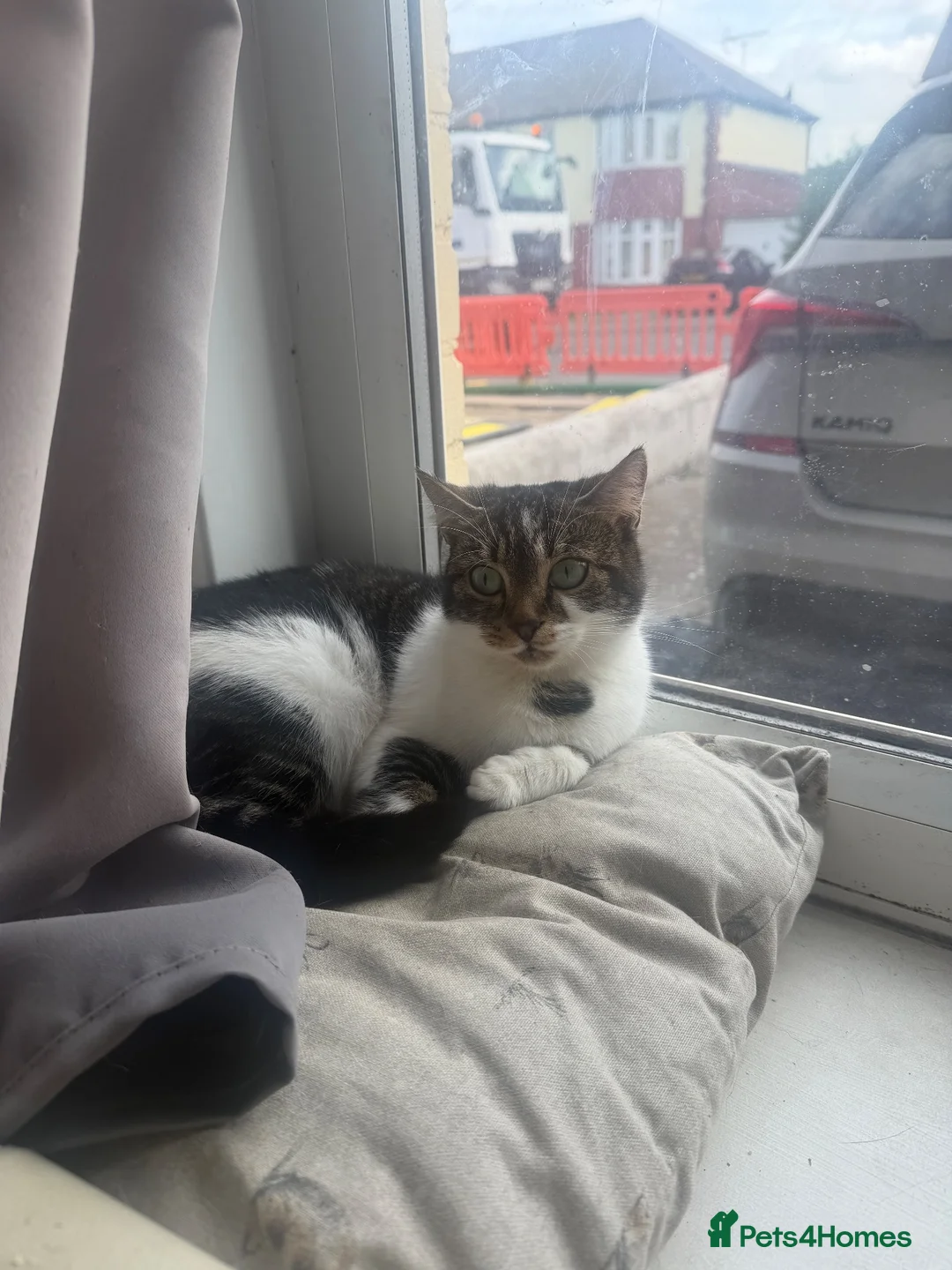 Mixed Breed cats for sale: Three beautiful kittens for sale.  - Advert 1