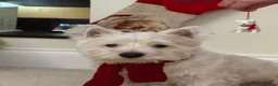West Highland Terrier dogs for stud: West highland terrier for stud - Advert 4