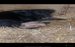 Labrador Retriever dogs for sale: Lovely litter of fox red and black Labrador pups - Image 10