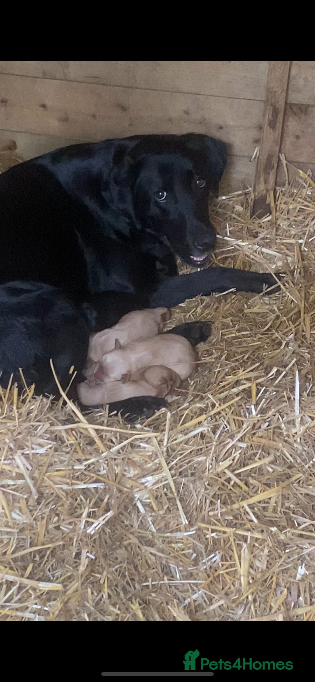 Labrador Retriever dogs for sale: Lovely litter of fox red and black Labrador pups - Image 10