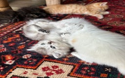 Scottish Fold cats for sale: ONE GORGEOUS SCOTTISH FOLD X CHINCHILLA PERSIAN - Image 11