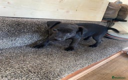 Patterdale Terrier dogs for sale: Patterdale terriers  - Image 4
