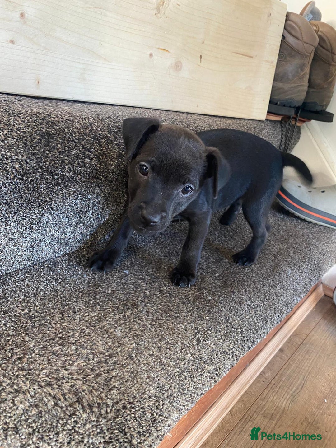 Patterdale Terrier dogs for sale: Patterdale terriers  - Image 4