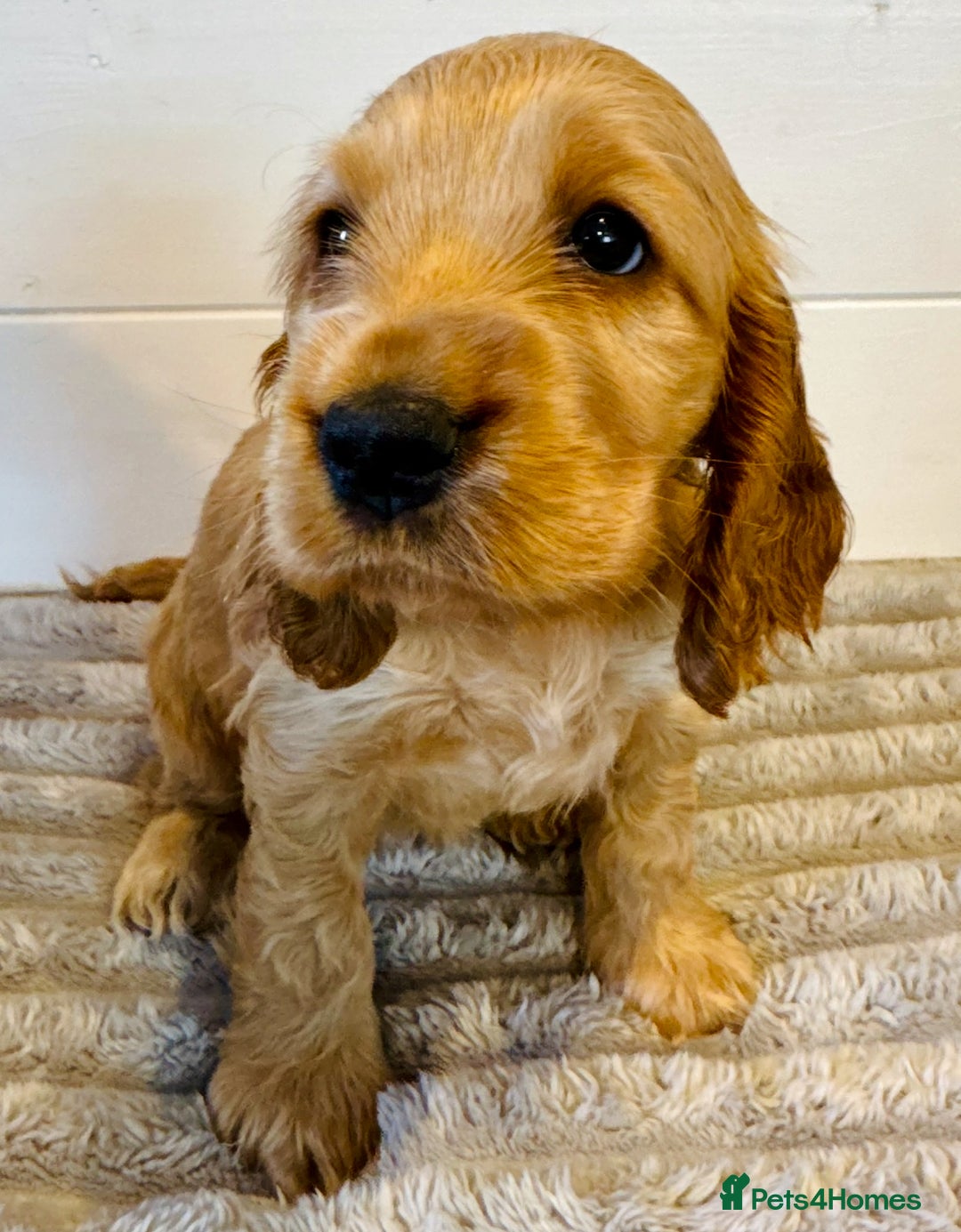Cocker Spaniel dogs for stud: Show Type Gold Sable KC Reg DNA Health Tested Stud in Peterborough - Image 6