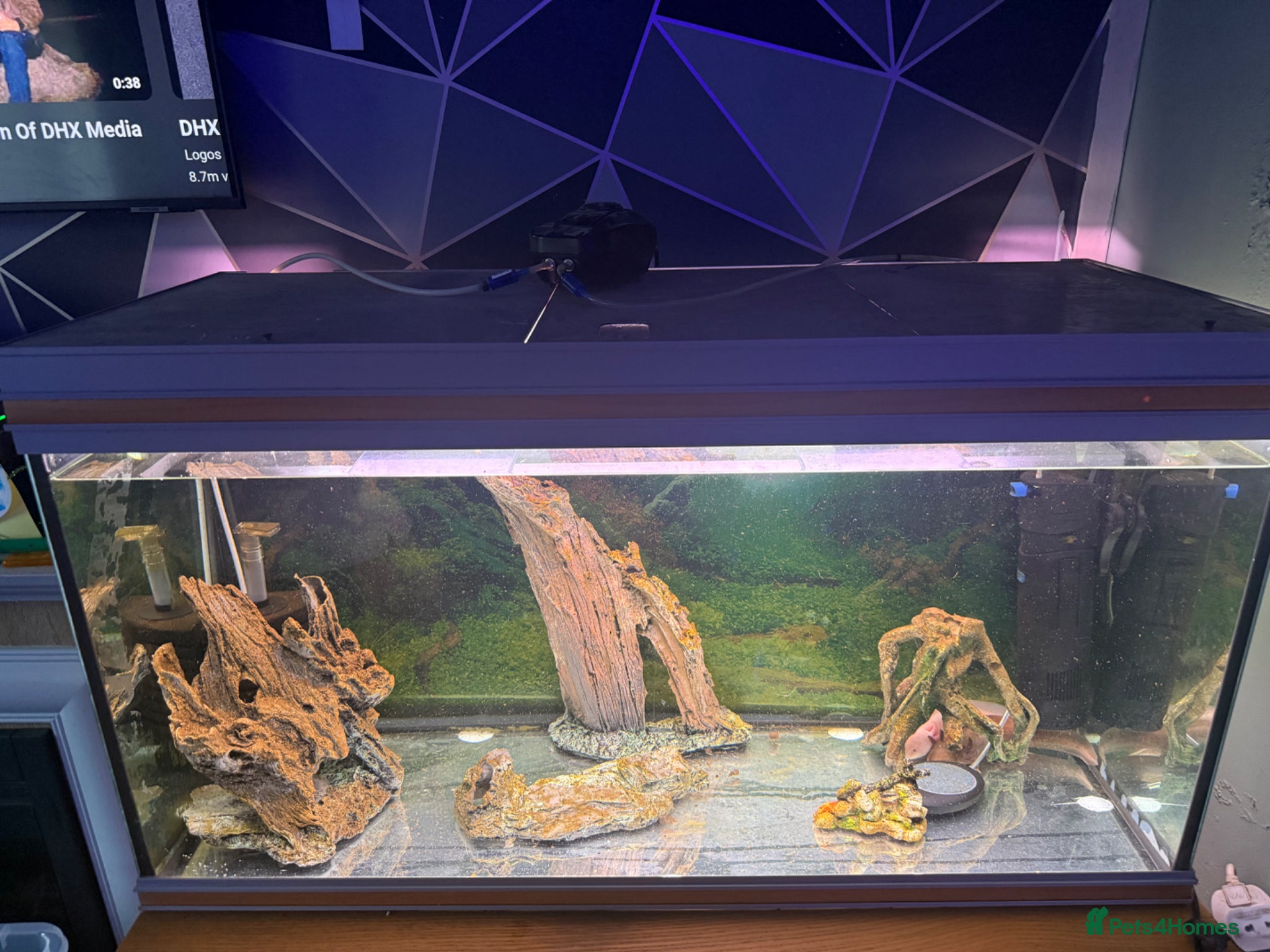 Axolotl reptiles Axolotl Setup - Advert 10