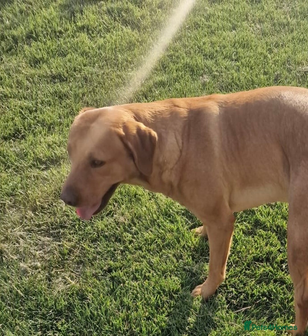 Labrador Retriever dogs for sale: Beautiful Labrador puppies - Image 5