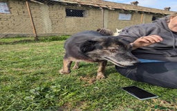 Mixed Breed dogs for adoption: 🎀Freya🎀 needs her forever home!  - Image 5
