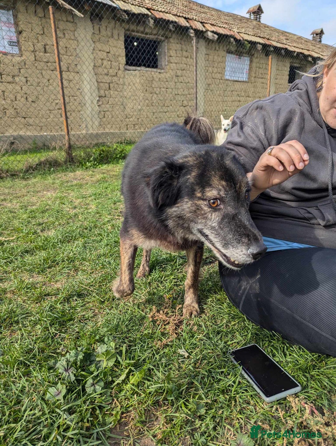 Mixed Breed dogs for adoption: 🎀Freya🎀 needs her forever home!  - Image 5