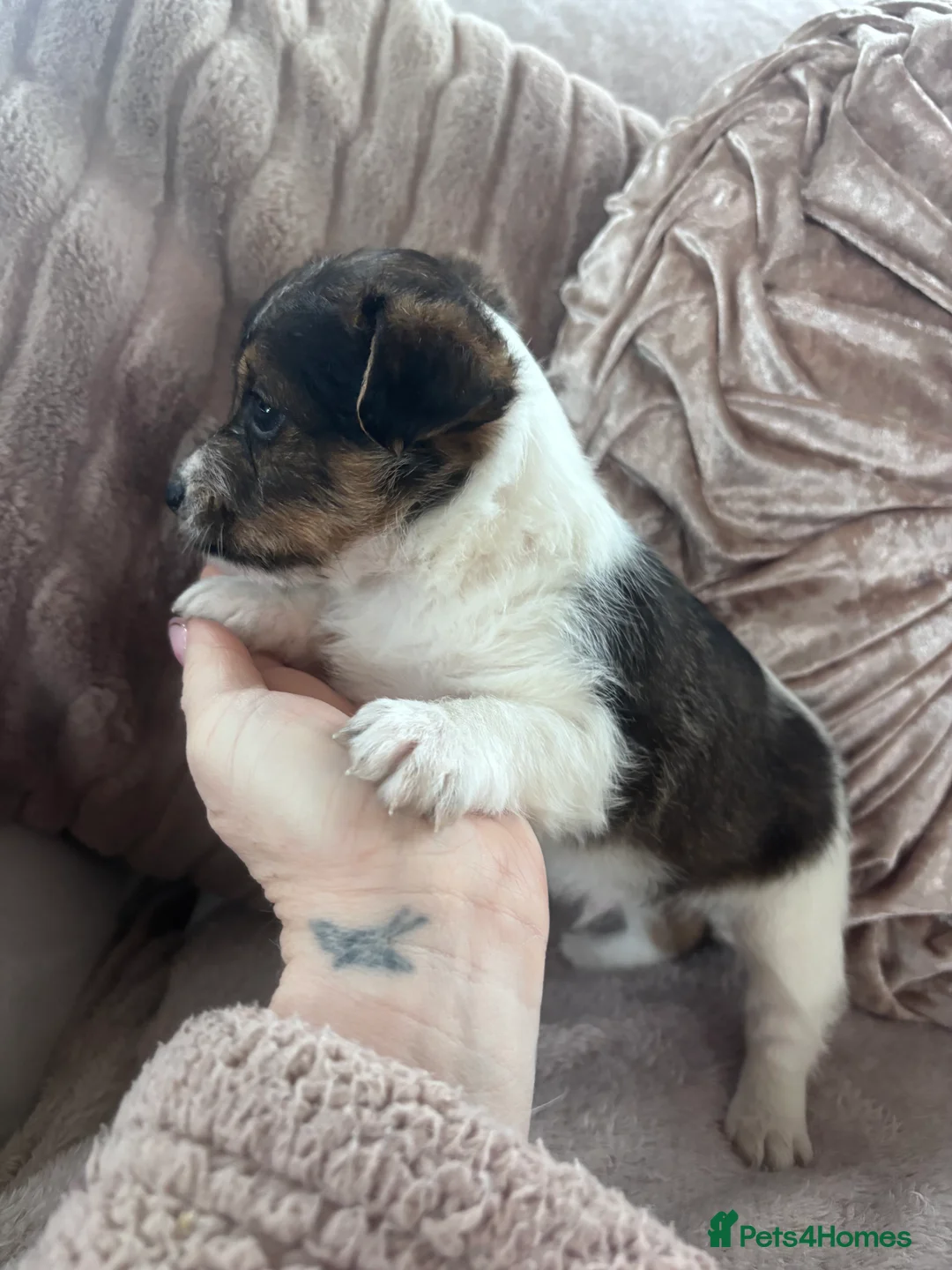 Jack Russell dogs for sale: Chunky Jack Russell pups - Advert 1