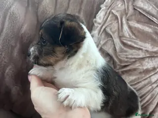 Jack Russell dogs Chunky Jack Russell pups - Advert 6