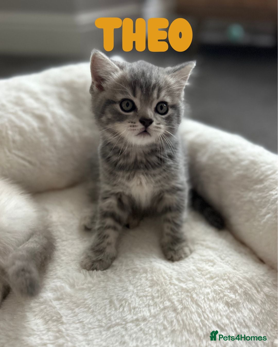 British Shorthair cats for sale: 🐾 Stunning BSH X Scottish Fold Kittens 🐾 - Image 14