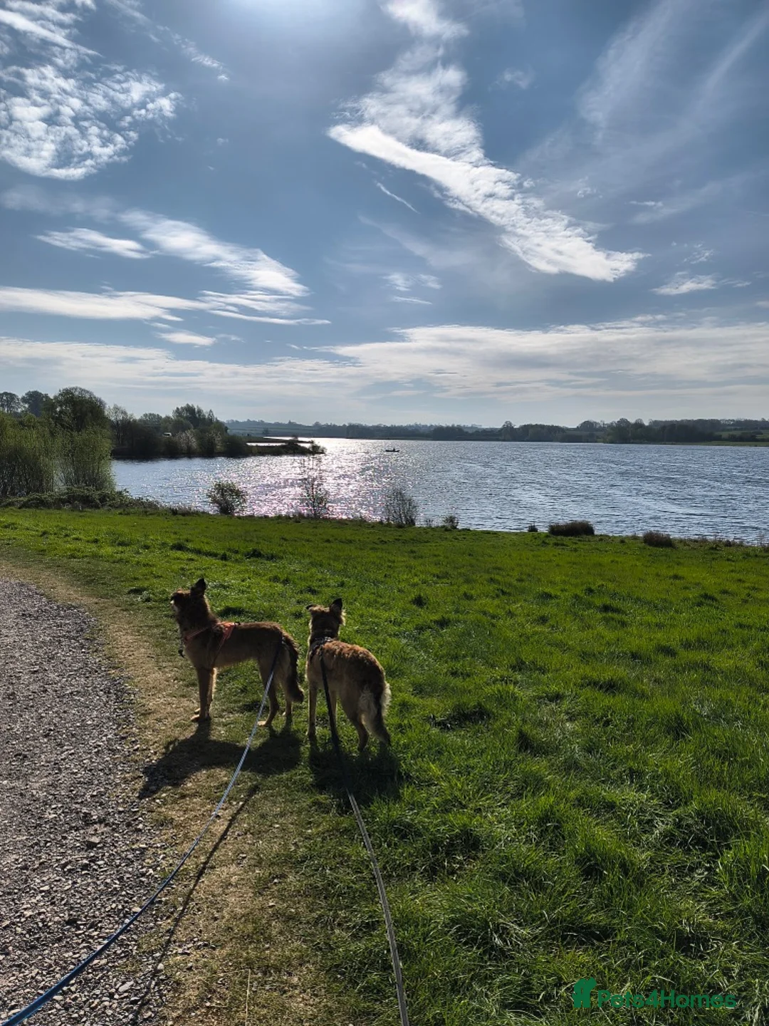 Mixed Breed dogs for adoption: COFFEE & ROBYN  – adopt a bonded pair  - Advert 6
