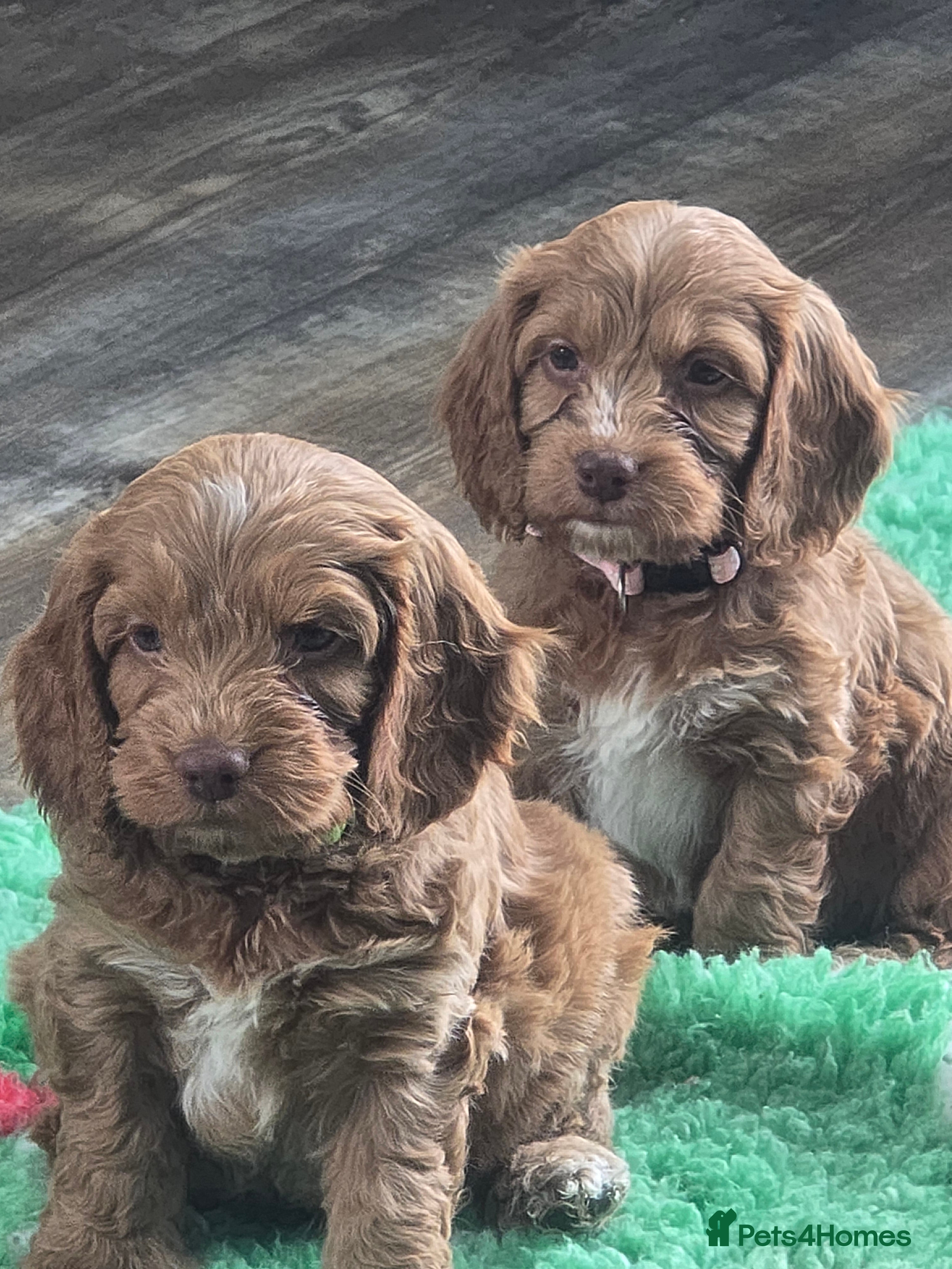 Cockapoo dogs Health tested cockerpoo F1 pups licensed Breeder  - Advert 8