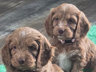 Cockapoo dogs Health tested cockerpoo F1 pups licensed Breeder - Advert 6