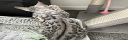 Bengal cats for sale: ‼️UPDATE ‼️Ready now TICA REGISTERED  - Advert 11