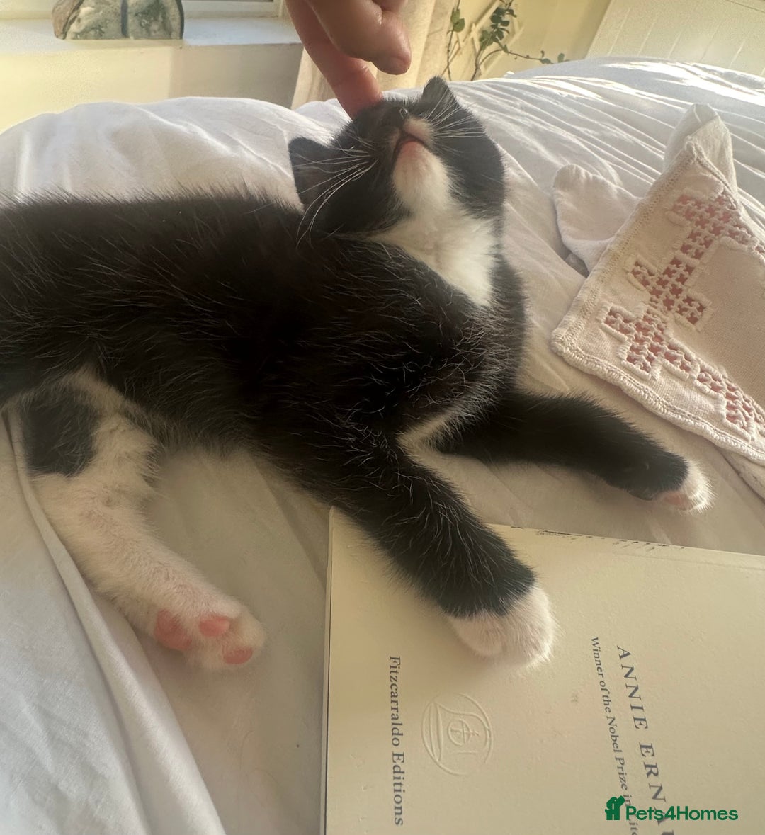Mixed Breed cats for adoption: 8 week Kitten - Tuxedo Boy  - Advert 3