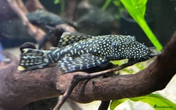 Plecos fish for sale: Bristlenose Plecos  - Image 4
