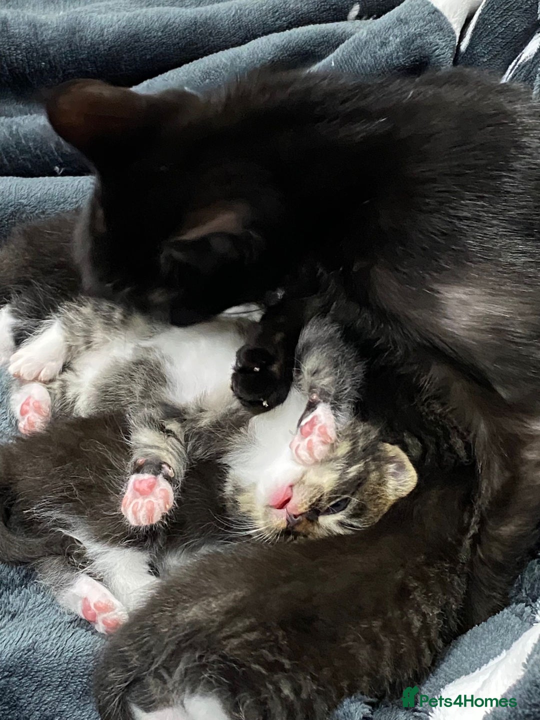 Mixed Breed cats for sale: Beautiful female kitten looking for new home - Advert 8