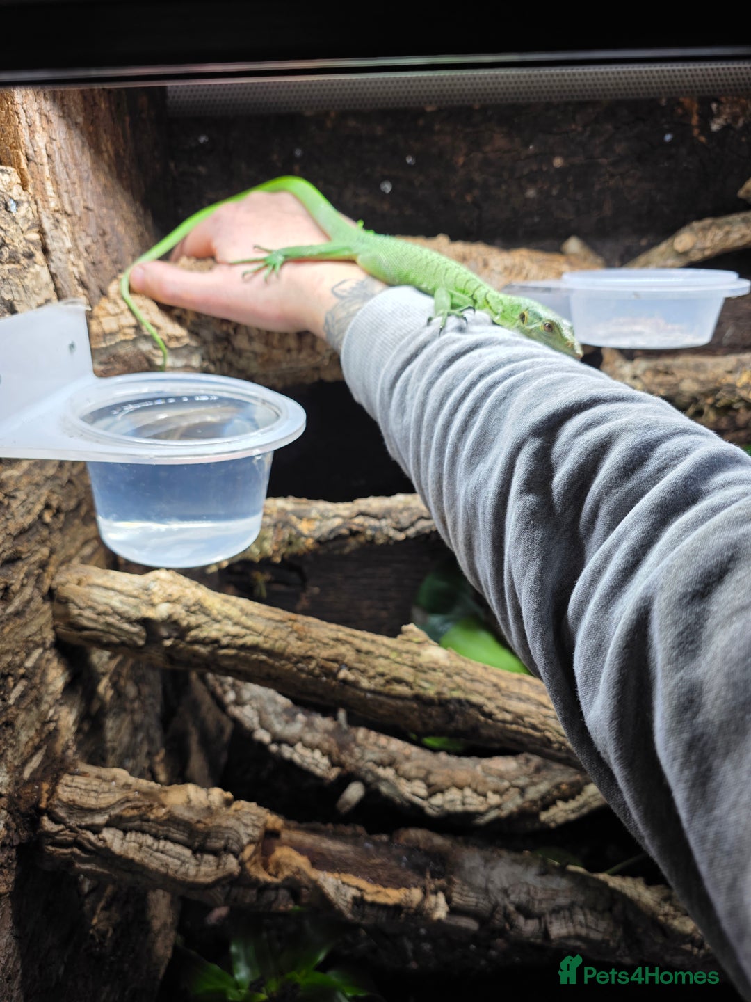 Monitor reptiles for sale: Male Green Tree Monitor - Advert 5