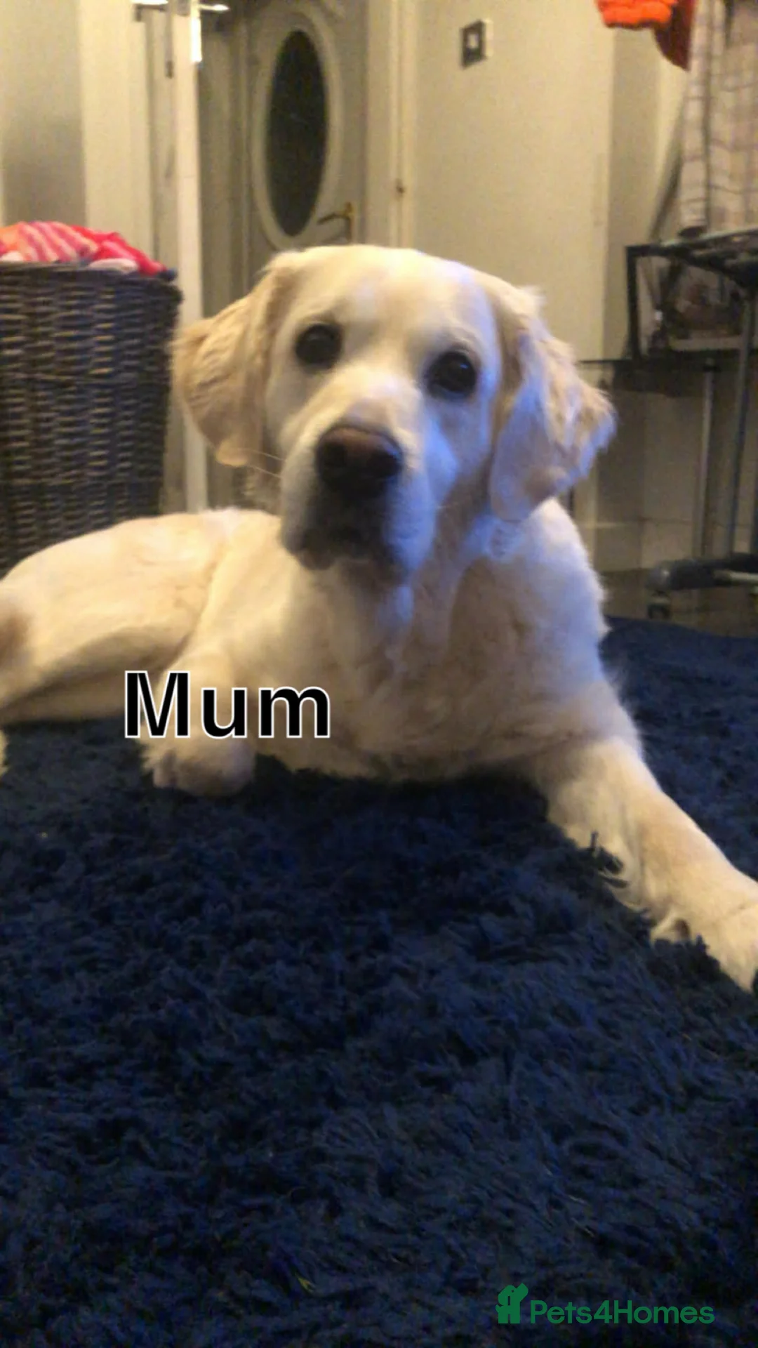 Golden Retriever dogs for sale: Beautiful cream retrievers ready for 20th April in Congleton - Advert 2