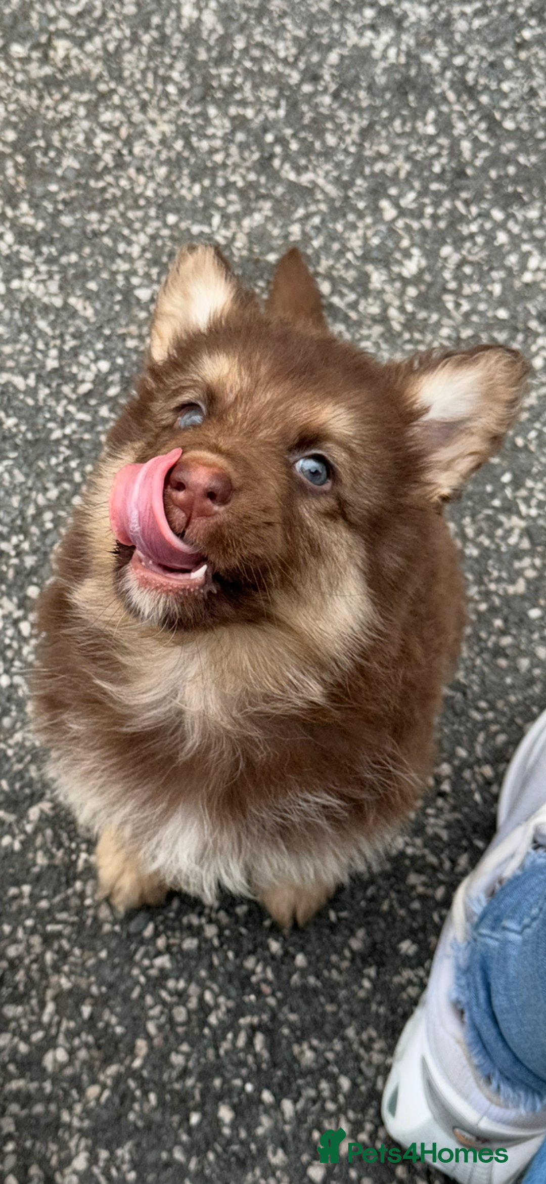 German Shepherd dogs for sale: Beautiful mixed coloured heath tested German sheps - Image 10