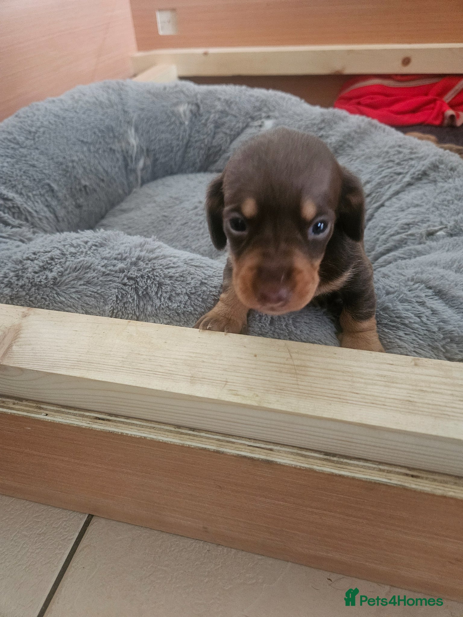 Miniature Dachshund dogs Dachshund Puppies for Sale - Advert 18