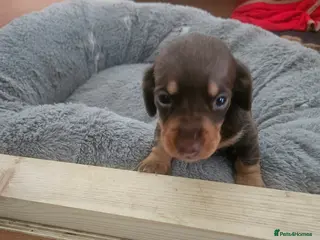 Miniature Dachshund dogs Dachshund Puppies for Sale - Advert 18