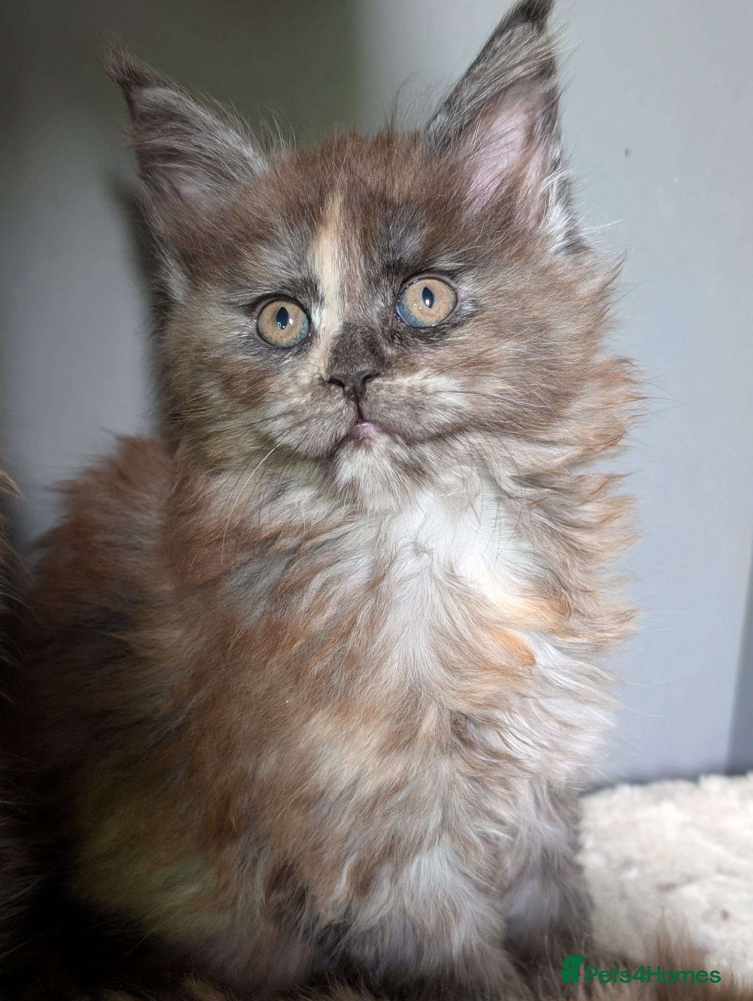 Maine Coon cats Ready soon. Tica Registered Maine coon Kittens  - Advert 1