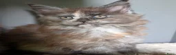 Maine Coon cats for sale: Ready soon. Tica Registered Maine coon Kittens  - Advert 8