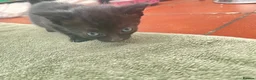 Mixed Breed cats for sale: Beautiful tuxedo kittens - Advert 7