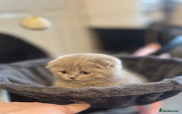 Scottish Fold cats for sale: Gorgeous Scottish kittens available  - Image 4