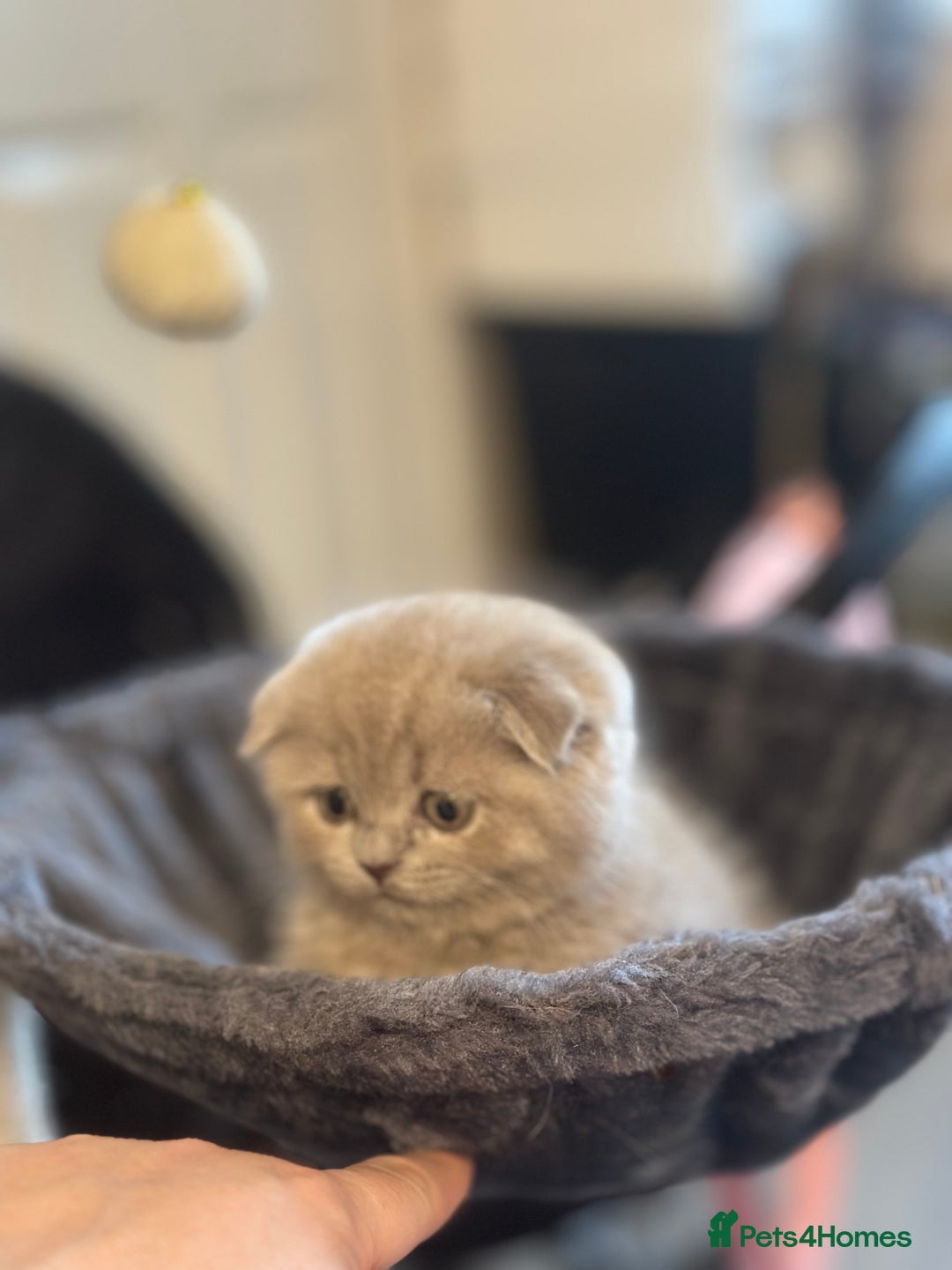 Scottish Fold cats for sale: Gorgeous Scottish kittens available  - Image 4